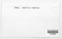 Hyalinia rubella image